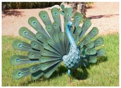 Páv Peacock Nortene - 2/2